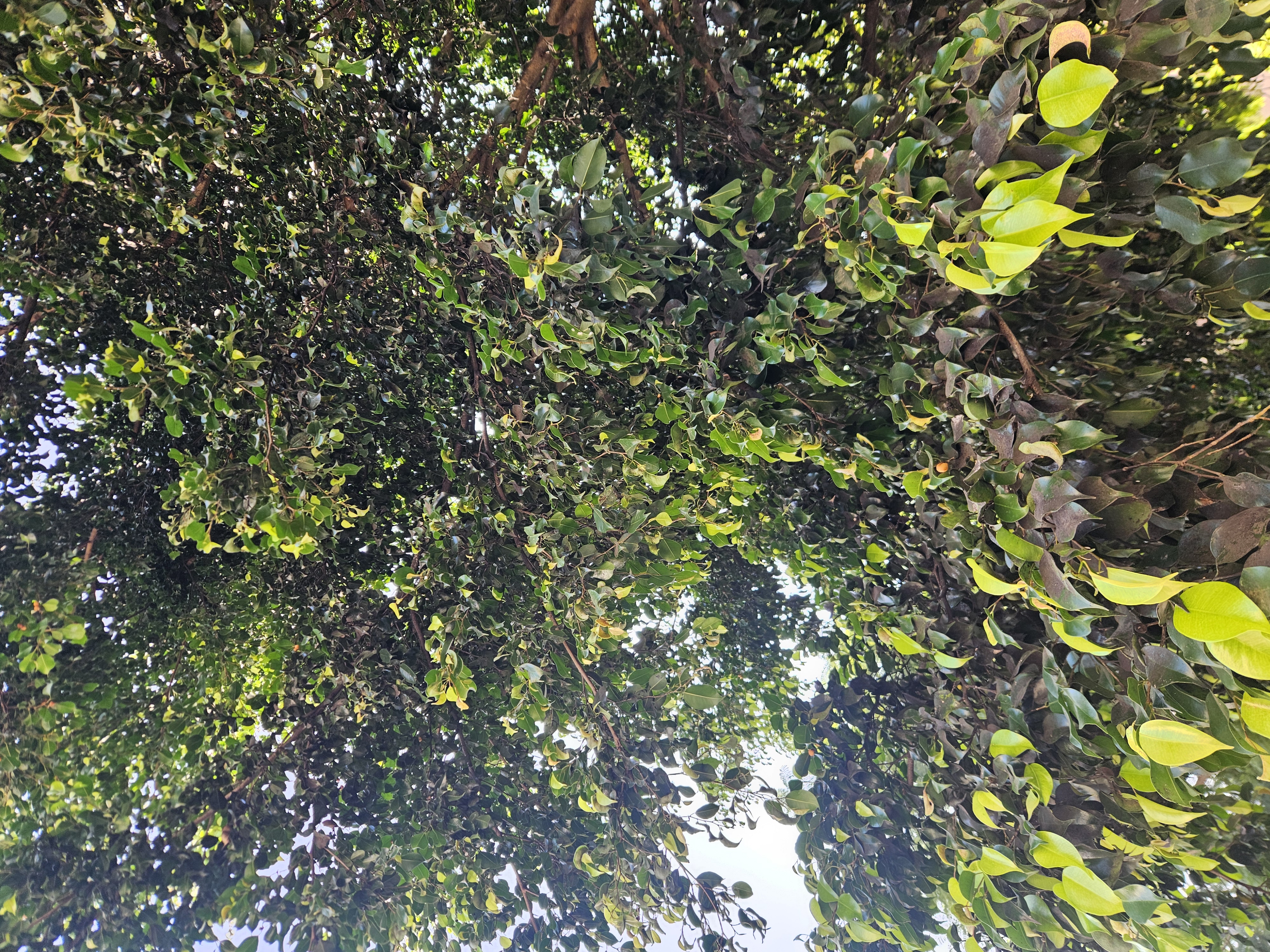 Adhikari, Bikash